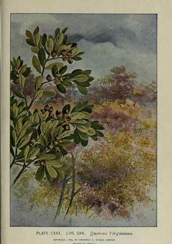 Reproducción/Reproduction 8435968668: A guide to the trees;. New YorkF.A. Stokes[c1900]