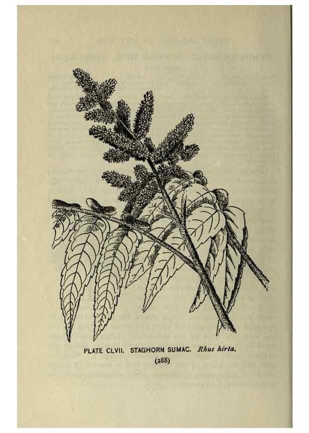 Reproducción/Reproduction 8435986212: A guide to the trees;. New YorkF.A. Stokes[c1900]