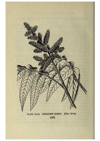 Reproducción/Reproduction 8435986212: A guide to the trees;. New YorkF.A. Stokes[c1900]