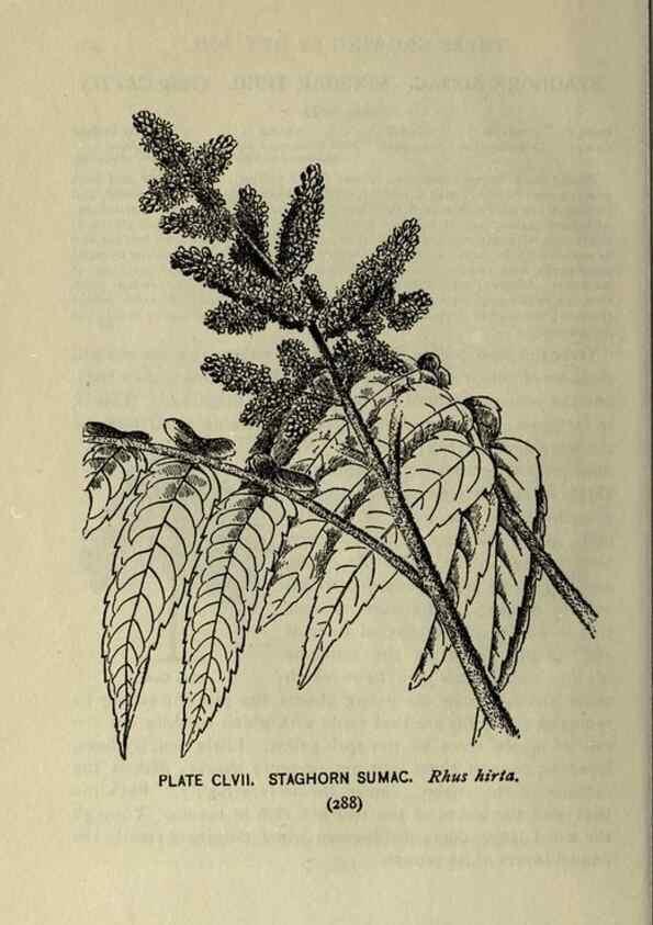 Reproducción/Reproduction 8435986212: A guide to the trees;. New YorkF.A. Stokes[c1900]