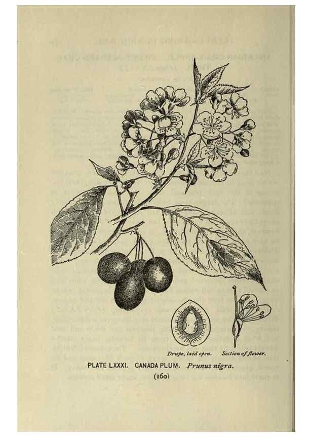 Reproducción/Reproduction 8435943856: A guide to the trees;. New YorkF.A. Stokes[c1900]