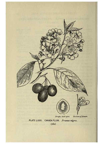 Reproducción/Reproduction 8435943856: A guide to the trees;. New YorkF.A. Stokes[c1900]