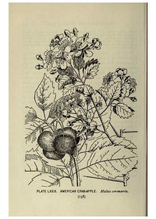 Reproducción/Reproduction 8435942914: A guide to the trees;. New YorkF.A. Stokes[c1900]