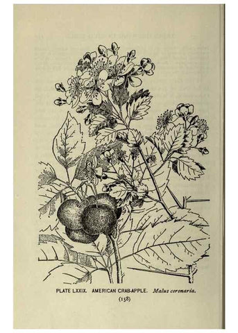 Reproducción/Reproduction 8435942914: A guide to the trees;. New YorkF.A. Stokes[c1900]