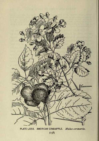 Reproducción/Reproduction 8435942914: A guide to the trees;. New YorkF.A. Stokes[c1900]