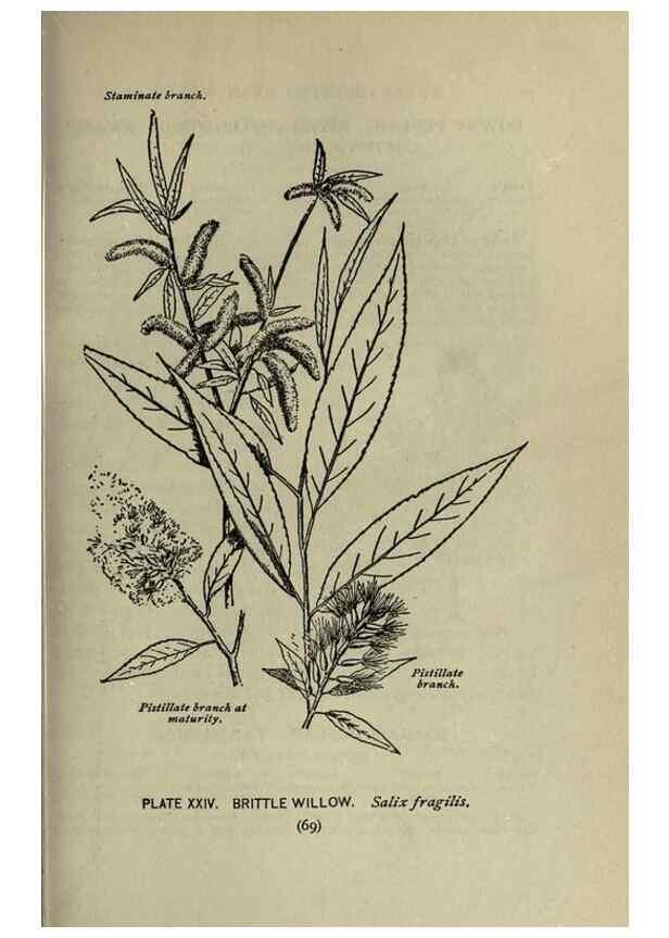 Reproducción/Reproduction 8434835479: A guide to the trees;. New YorkF.A. Stokes[c1900]