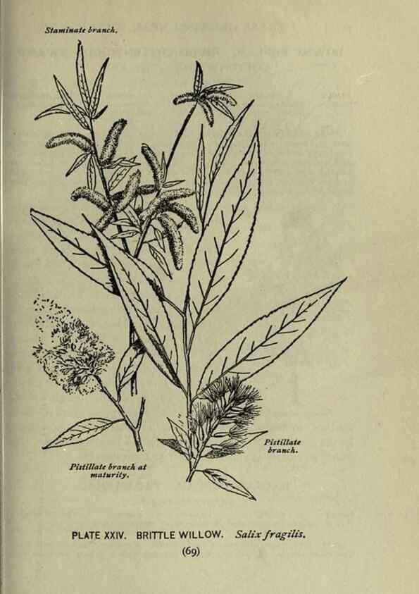 Reproducción/Reproduction 8434835479: A guide to the trees;. New YorkF.A. Stokes[c1900]