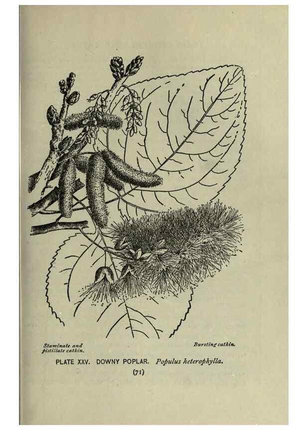 Reproducción/Reproduction 8435920126: A guide to the trees;. New YorkF.A. Stokes[c1900]