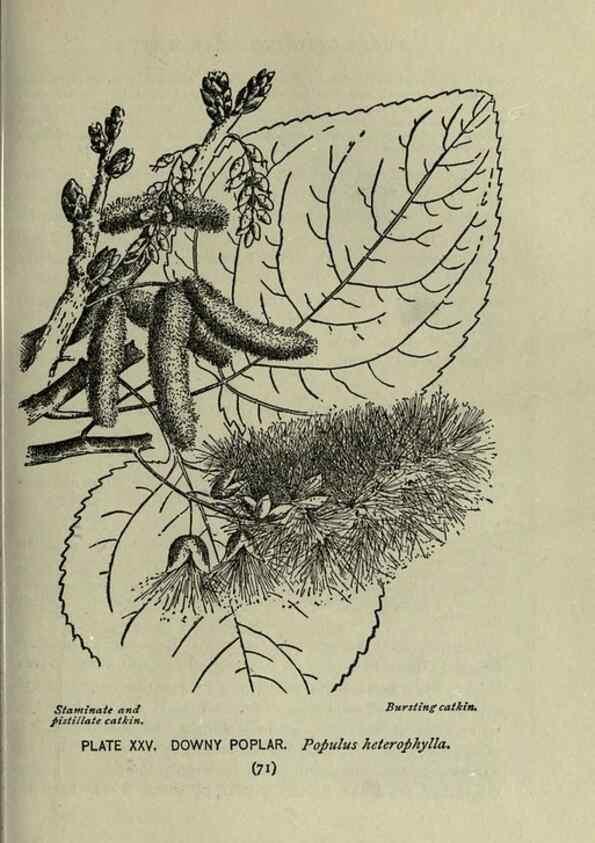 Reproducción/Reproduction 8435920126: A guide to the trees;. New YorkF.A. Stokes[c1900]