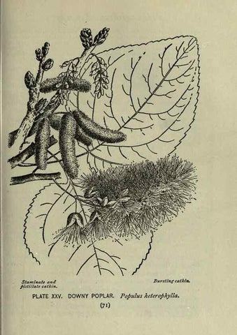 Reproducción/Reproduction 8435920126: A guide to the trees;. New YorkF.A. Stokes[c1900]