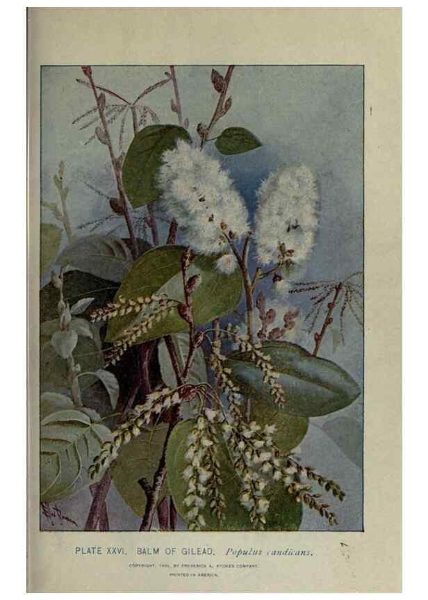 Reproducción/Reproduction 8434836309: A guide to the trees;. New YorkF.A. Stokes[c1900]