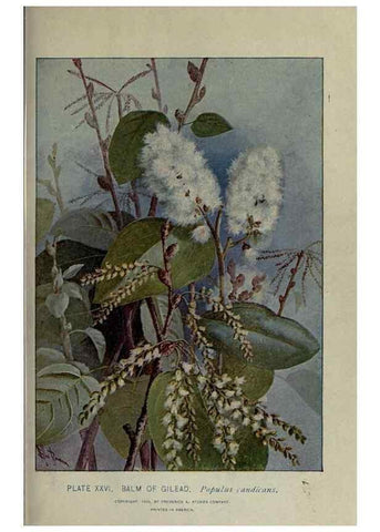 Reproducción/Reproduction 8434836309: A guide to the trees;. New YorkF.A. Stokes[c1900]