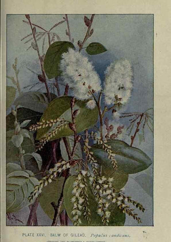 Reproducción/Reproduction 8434836309: A guide to the trees;. New YorkF.A. Stokes[c1900]