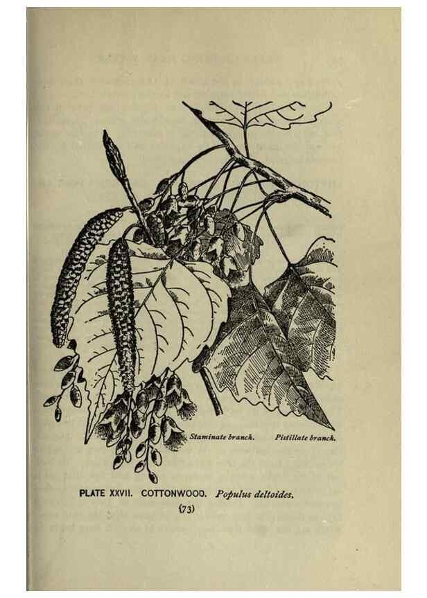 Reproducción/Reproduction 8435921216: A guide to the trees;. New YorkF.A. Stokes[c1900]
