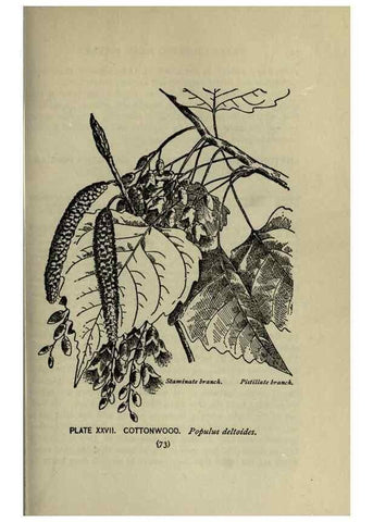 Reproducción/Reproduction 8435921216: A guide to the trees;. New YorkF.A. Stokes[c1900]