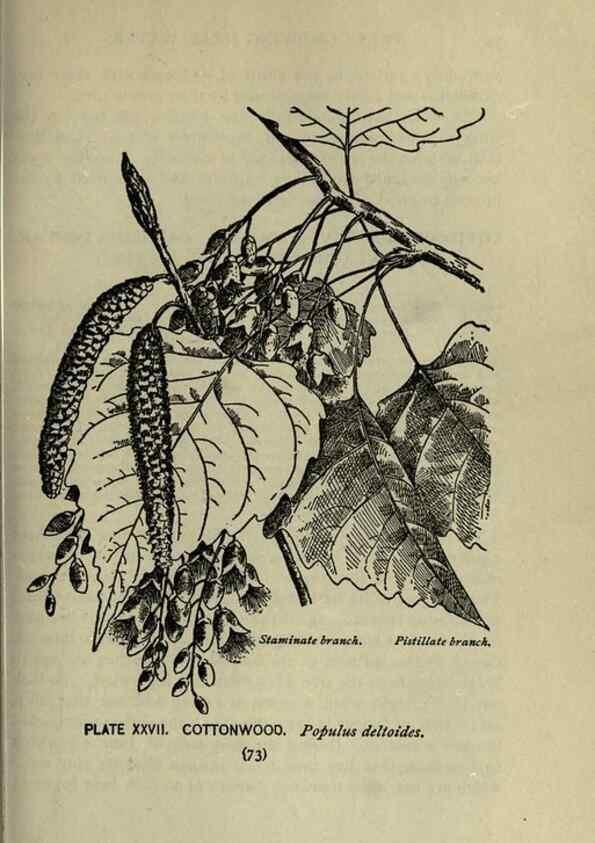 Reproducción/Reproduction 8435921216: A guide to the trees;. New YorkF.A. Stokes[c1900]