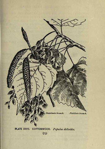 Reproducción/Reproduction 8435921216: A guide to the trees;. New YorkF.A. Stokes[c1900]