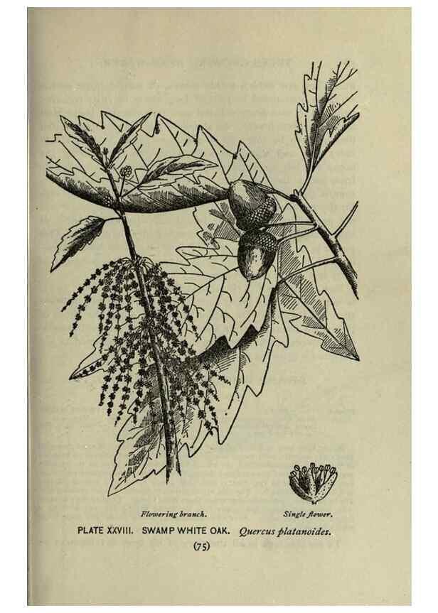 Reproducción/Reproduction 8434837317: A guide to the trees;. New YorkF.A. Stokes[c1900]