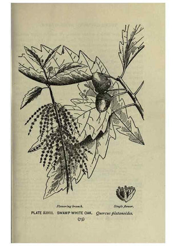 Reproducción/Reproduction 8434837317: A guide to the trees;. New YorkF.A. Stokes[c1900]