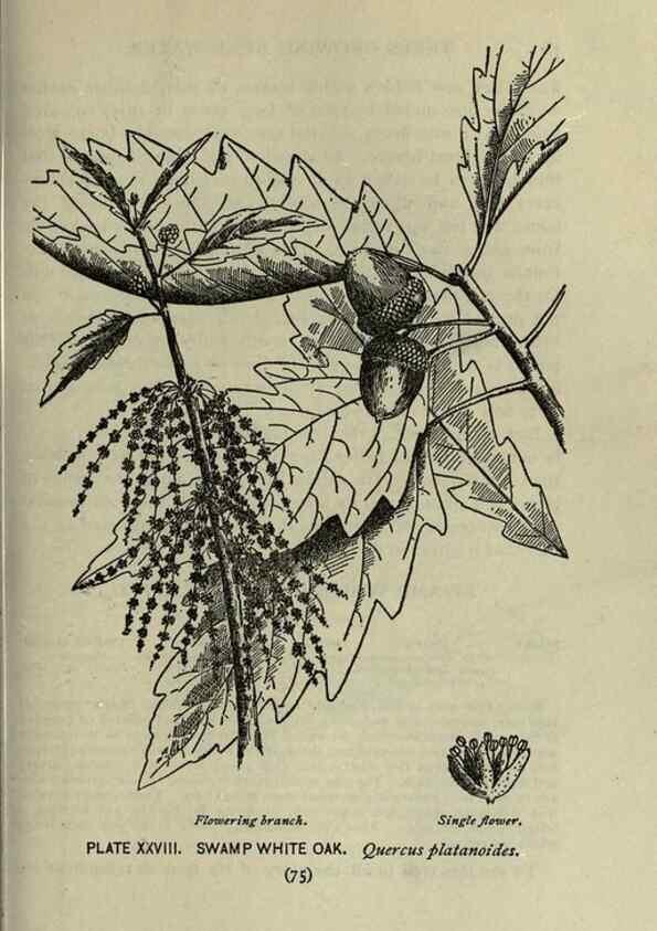 Reproducción/Reproduction 8434837317: A guide to the trees;. New YorkF.A. Stokes[c1900]
