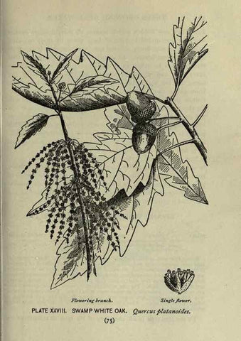 Reproducción/Reproduction 8434837317: A guide to the trees;. New YorkF.A. Stokes[c1900]