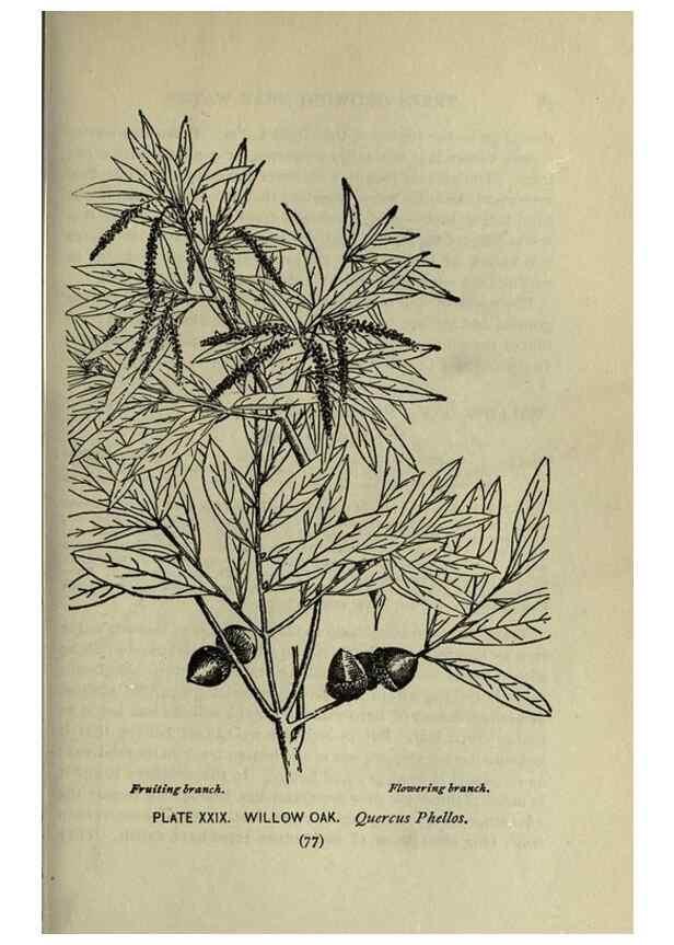 Reproducción/Reproduction 8435921862: A guide to the trees;. New YorkF.A. Stokes[c1900]