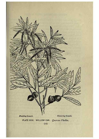 Reproducción/Reproduction 8435921862: A guide to the trees;. New YorkF.A. Stokes[c1900]