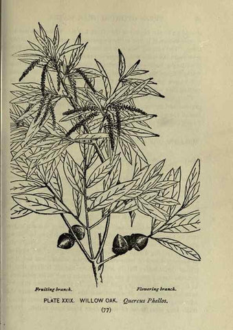 Reproducción/Reproduction 8435921862: A guide to the trees;. New YorkF.A. Stokes[c1900]