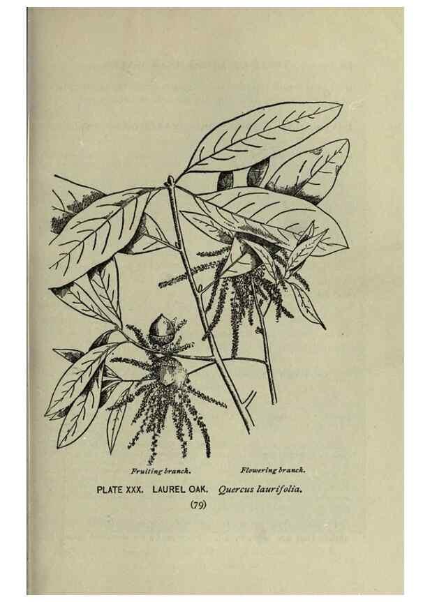Reproducción/Reproduction 8435922210: A guide to the trees;. New YorkF.A. Stokes[c1900]