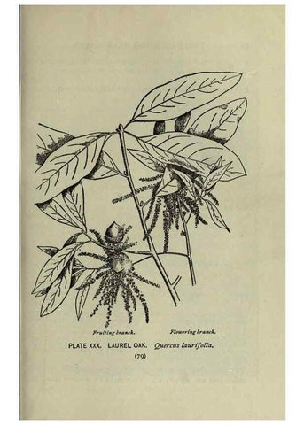 Reproducción/Reproduction 8435922210: A guide to the trees;. New YorkF.A. Stokes[c1900]