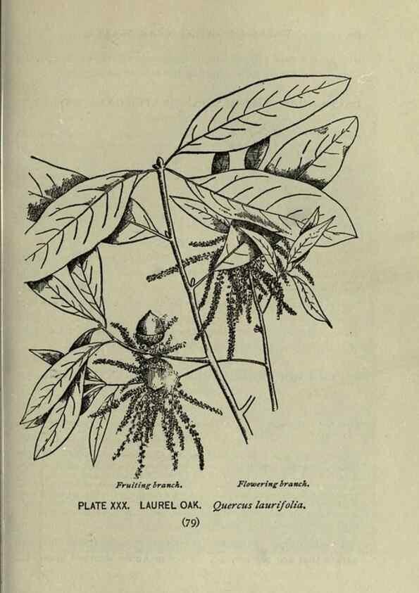 Reproducción/Reproduction 8435922210: A guide to the trees;. New YorkF.A. Stokes[c1900]