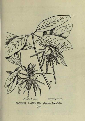 Reproducción/Reproduction 8435922210: A guide to the trees;. New YorkF.A. Stokes[c1900]