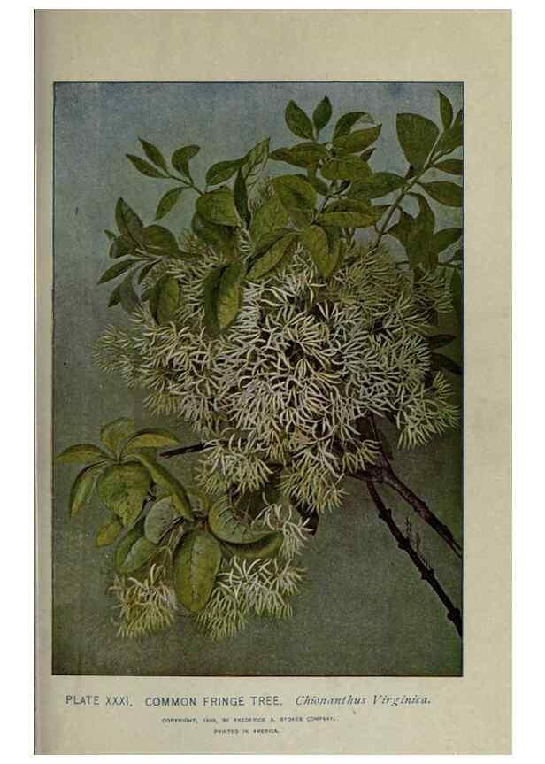 Reproducción/Reproduction 8434838315: A guide to the trees;. New YorkF.A. Stokes[c1900]
