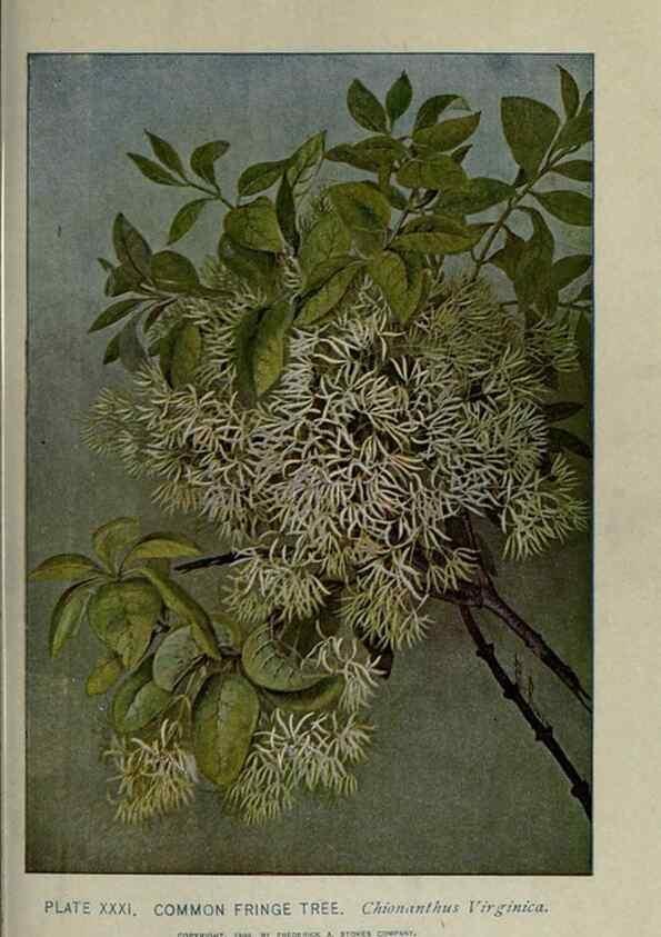 Reproducción/Reproduction 8434838315: A guide to the trees;. New YorkF.A. Stokes[c1900]