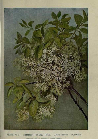 Reproducción/Reproduction 8434838315: A guide to the trees;. New YorkF.A. Stokes[c1900]