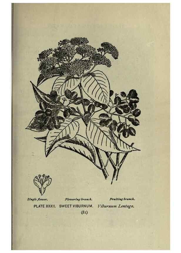 Reproducción/Reproduction 8435922858: A guide to the trees;. New YorkF.A. Stokes[c1900]