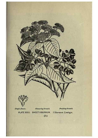 Reproducción/Reproduction 8435922858: A guide to the trees;. New YorkF.A. Stokes[c1900]