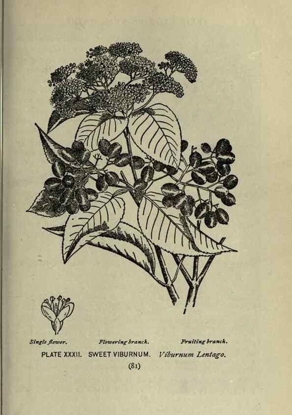 Reproducción/Reproduction 8435922858: A guide to the trees;. New YorkF.A. Stokes[c1900]