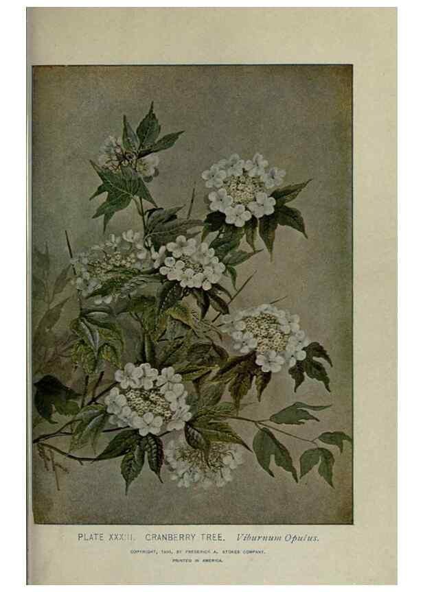 Reproducción/Reproduction 8435923664: A guide to the trees;. New YorkF.A. Stokes[c1900]