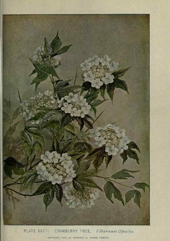 Reproducción/Reproduction 8435923664: A guide to the trees;. New YorkF.A. Stokes[c1900]