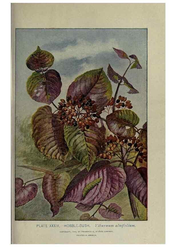 Reproducción/Reproduction 8434839875: A guide to the trees;. New YorkF.A. Stokes[c1900]
