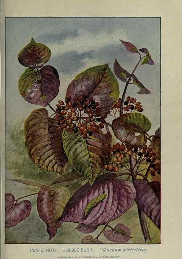 Reproducción/Reproduction 8434839875: A guide to the trees;. New YorkF.A. Stokes[c1900]