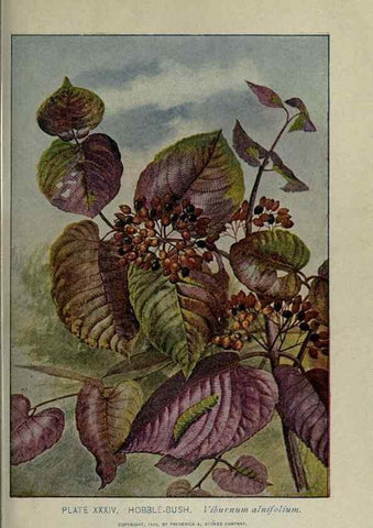 Reproducción/Reproduction 8434839875: A guide to the trees;. New YorkF.A. Stokes[c1900]