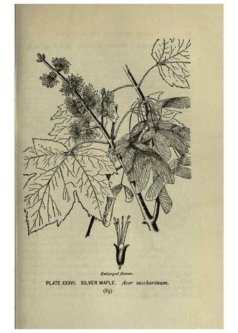 Reproducción/Reproduction 8434840481: A guide to the trees;. New YorkF.A. Stokes[c1900]