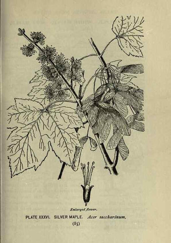 Reproducción/Reproduction 8434840481: A guide to the trees;. New YorkF.A. Stokes[c1900]