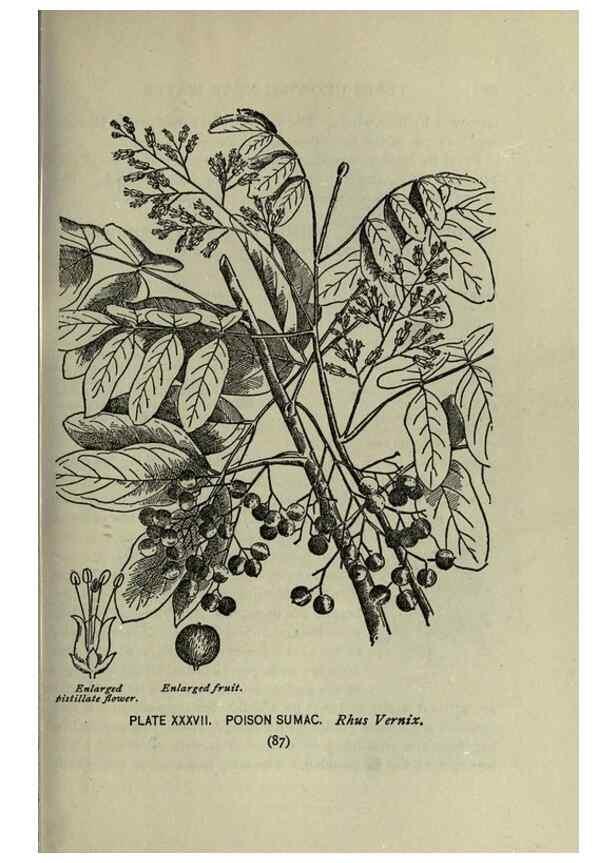 Reproducción/Reproduction 8434840933: A guide to the trees;. New YorkF.A. Stokes[c1900]