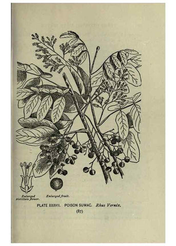 Reproducción/Reproduction 8434840933: A guide to the trees;. New YorkF.A. Stokes[c1900]