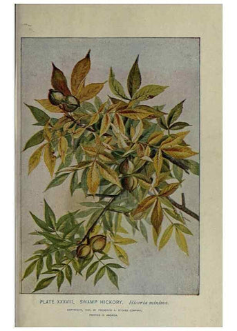 Reproducción/Reproduction 8435925524: A guide to the trees;. New YorkF.A. Stokes[c1900]