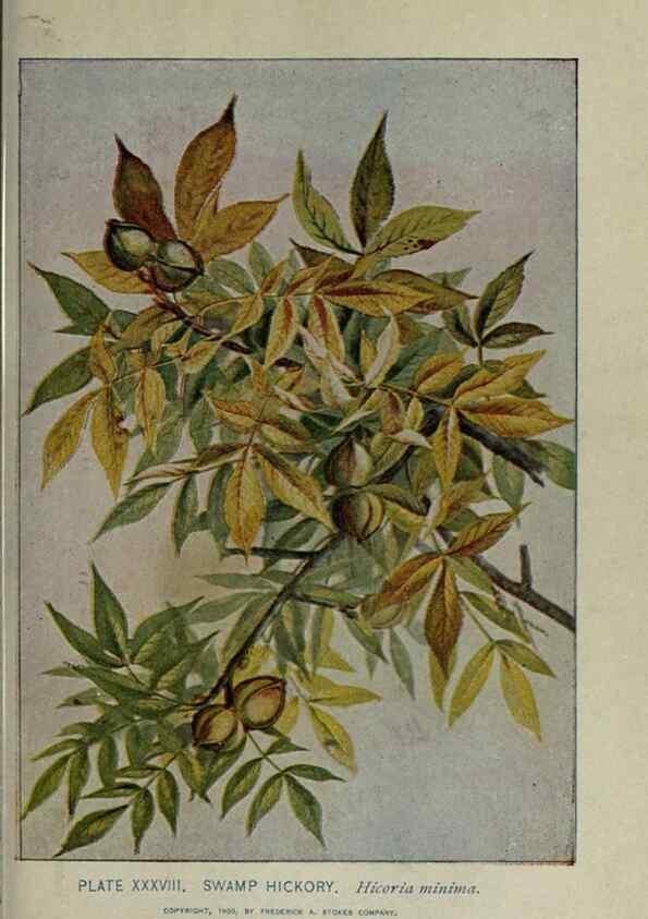 Reproducción/Reproduction 8435925524: A guide to the trees;. New YorkF.A. Stokes[c1900]