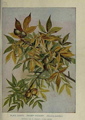Reproducción/Reproduction 8435925524: A guide to the trees;. New YorkF.A. Stokes[c1900]